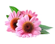 Equihrbs Трави Для Коней - Ехінацея (Echinacea) 1Кг