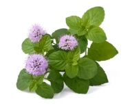 Equiherbs Melisa – Заспокоює, Підтримує Травлення Для Коней 1 Кг