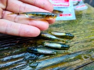 Pintail Fish Arrow Flah-J 6 Cm Killer Для Форелі Та Окуня №02