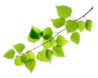 Equiherbs, Трави Для Коней - Березовий Лист, 1 Кг